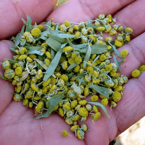 ngải cứu cho ký sinh trùng